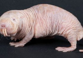 Naked Mole Rat